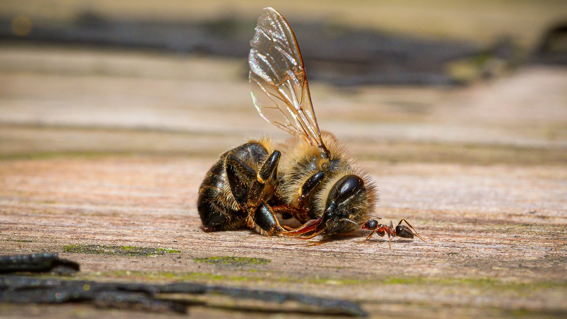 Ein natürlicher Kreislauf: Meine Makroaufnahme einer Ameise, die eine verstorbene Hummel entdeckt.